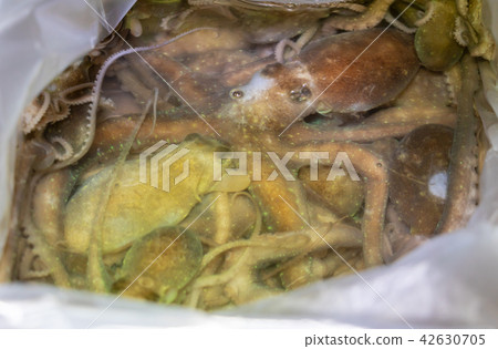 活章魚 42630705