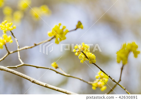 亞伯拉陳 亞伯拉陳 42630891