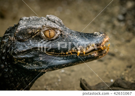 Head of a crocodile (Paleosuchus palpebrosus).  42631067