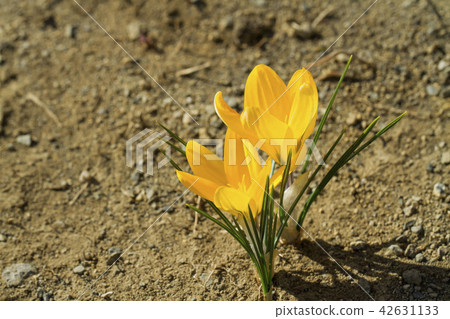 Crocus 42631133