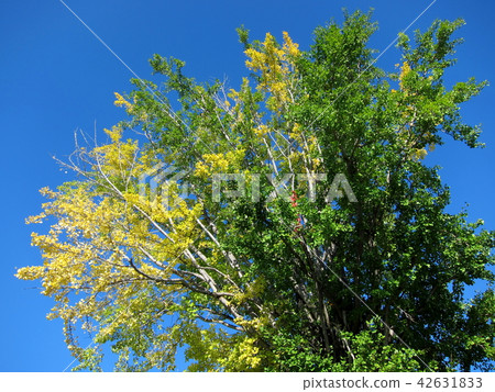 Ginkgo color Ginkgo color 42631833