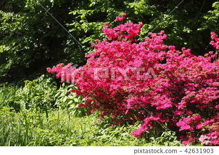 red Azalea-Flowrer Close-Up 42631903