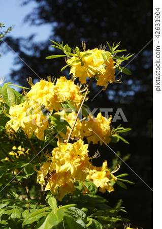 Yellow Azalea-Flowrer Close-Up 42631904