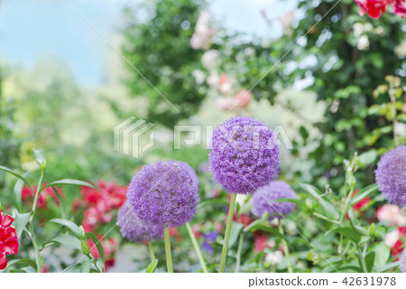 Allium Gigantium Garden Allium Gigantium Garden 42631978