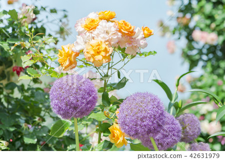 Allium Gigantium Garden 42631979
