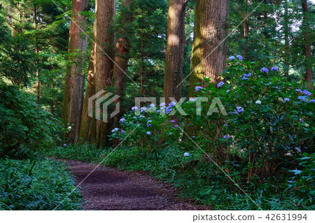(Kanagawa Prefecture) Hydrangea blooming Hakone Old Road Suginami Tree 42631994