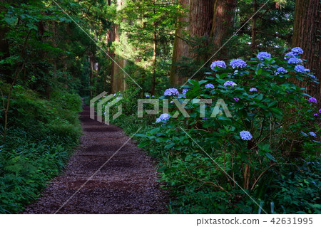 (Kanagawa Prefecture) Hydrangea blooming Hakone Old Road Suginami Tree (Kanagawa Prefecture) Hydrangea blooming Hakone Old Road Suginami Tree 42631995