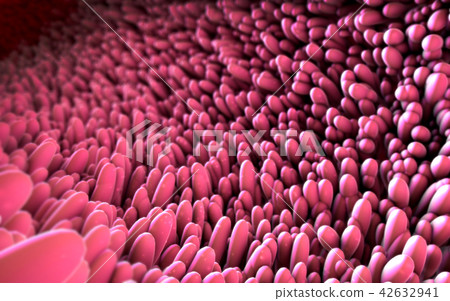 microscopic closeup of intestine villus 42632941