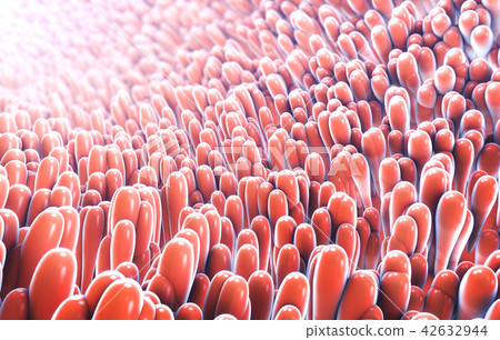 microscopic closeup of intestine villus 42632944
