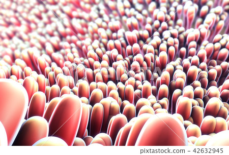 microscopic closeup of intestine villus 42632945