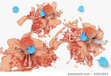 cancer cell attacked and killed by lymphocytes 42632952