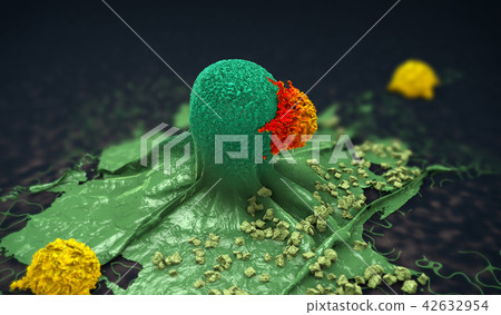 cancer cell attacked and killed by lymphocytes 42632954