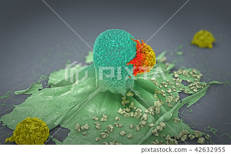 cancer cell attacked and killed by lymphocytes 42632955
