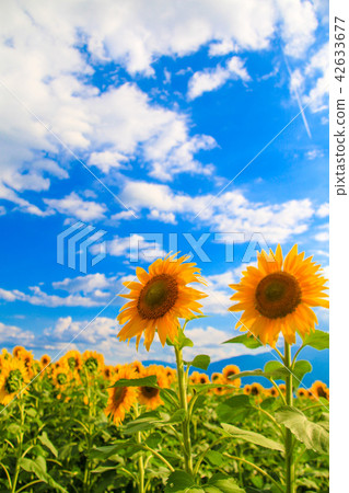 sunflower sunflower 42633677