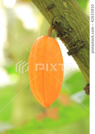 Cacao fruit 42633910