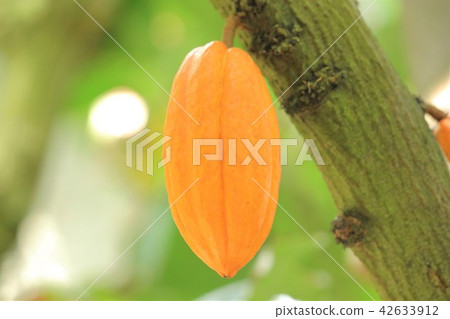 Cacao fruit 42633912