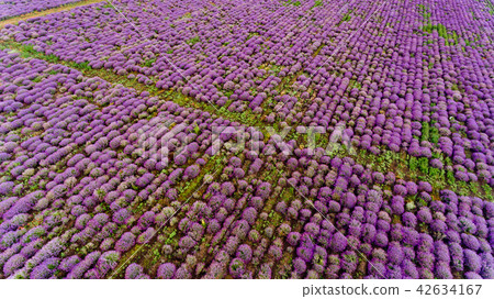 Lavender field aerial view. Lavender field aerial view. 42634167