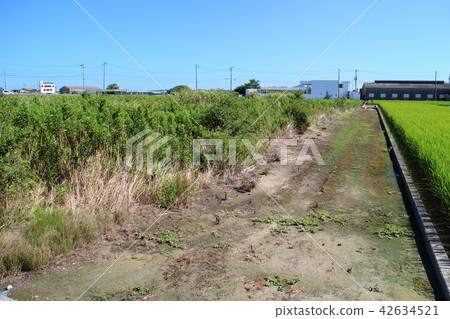 Abandoned field, idle paddy rice field Abandoned field, idle paddy rice field 42634521