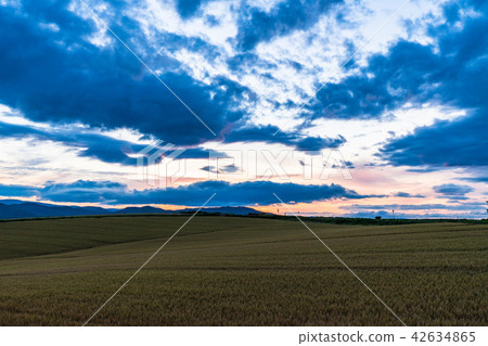 "Hokkaido" hill of Biei · scenery of evening landscape "Hokkaido" hill of Biei · scenery of evening landscape 42634865
