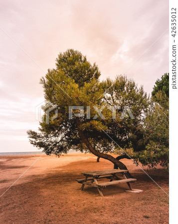 Pine trees on the Mediterranean seashore Pine trees on the Mediterranean seashore 42635012