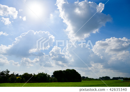 Namenuma米領域和夏天天空 Namenuma米領域和夏天天空 42635340