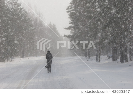 A man walks on a road in the woods in winter A man walks on a road in the woods in winter 42635347