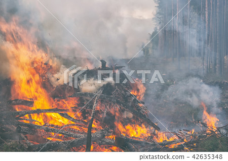 In the pine forest trees are burning In the pine forest trees are burning 42635348