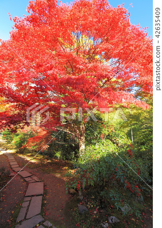 京都Naozumi秋葉 42635409