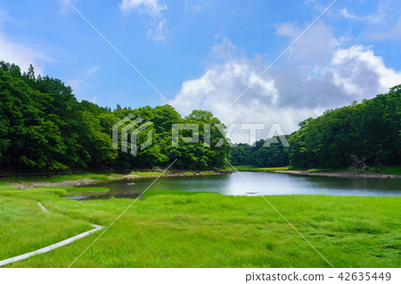 Tochigi prefecture Nasushiobara Onuma park Onuma (July) 42635449