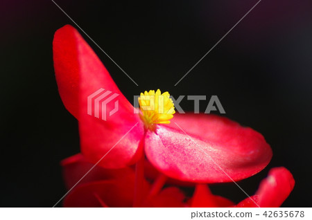 Red Begonia closeup Red Begonia closeup 42635678