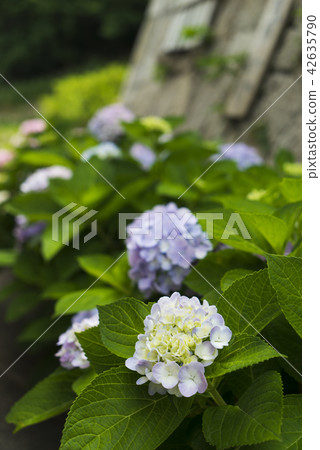 Flower season Flower season 42635790