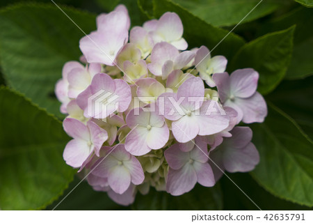 花開季節 花開季節 42635791