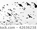 birds flying in the sky 42636238