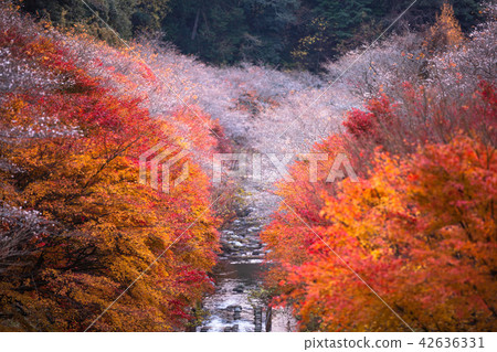 Aichi Prefecture Ohara Shiki cherry tree Aichi Prefecture Ohara Shiki cherry tree 42636331