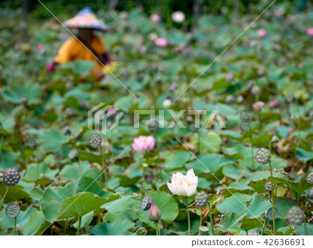 Farmer is collecting lotus pods Farmer is collecting lotus pods 42636691