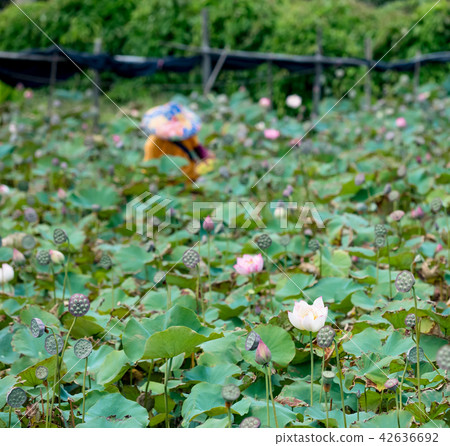 Farmer is collecting lotus pods Farmer is collecting lotus pods 42636692