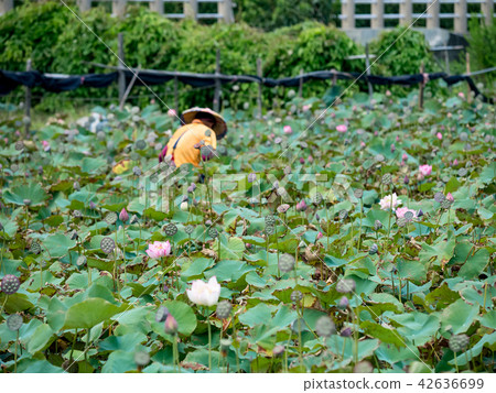 Farmer is collecting lotus pods 42636699