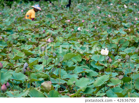 Farmer is collecting lotus pods 42636700