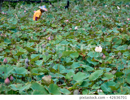 Farmer is collecting lotus pods 42636701