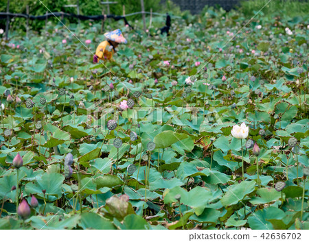 Farmer is collecting lotus pods 42636702