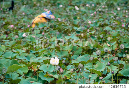 Farmer is collecting lotus pods 42636713