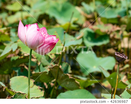 blooming lotus flower blooming lotus flower 42636987