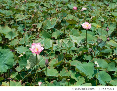 blooming lotus flower blooming lotus flower 42637003