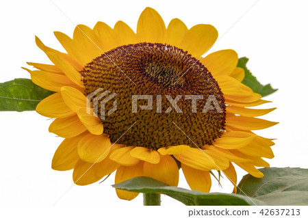 Sunflower plaza sunflower Chiba prefecture Sakura city 42637213