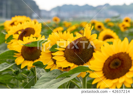Sunflower plaza sunflower Chiba prefecture Sakura city Sunflower plaza sunflower Chiba prefecture Sakura city 42637214