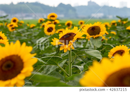 Sunflower plaza sunflower Chiba prefecture Sakura city 42637215