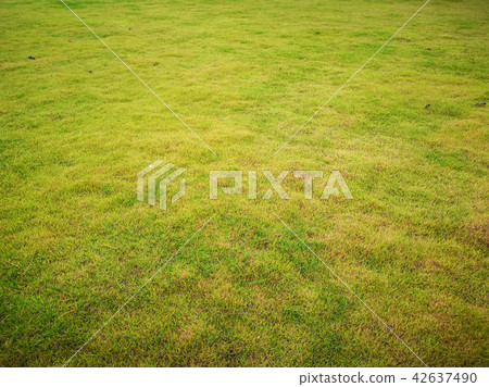 Fresh green grass field Fresh green grass field 42637490