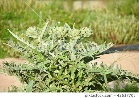 朝鮮薊的萌芽 朝鮮薊的萌芽 42637705