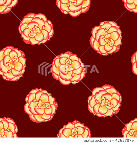 Begonia Flower, Picotee Sunburst Red Background. 42637879