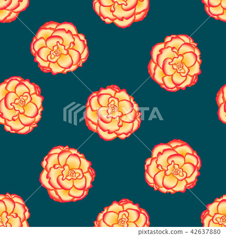 Begonia Flower, Picotee Sunburst Teal Background 42637880